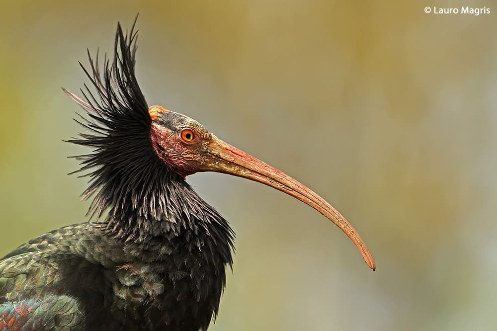 Ibis Eremita in posa all'Oasi dei Quadris di Fagagna