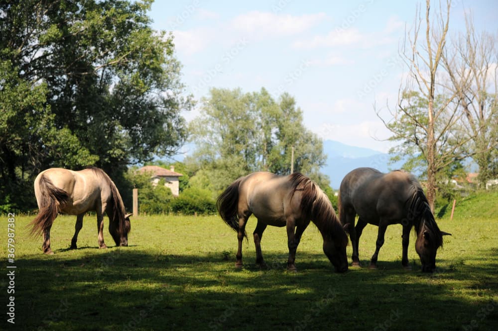 Cavalli Konjik al pascolo all'Oasi dei Quadris